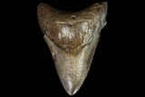 Fossil Megalodon Tooth - Georgia #90391-1